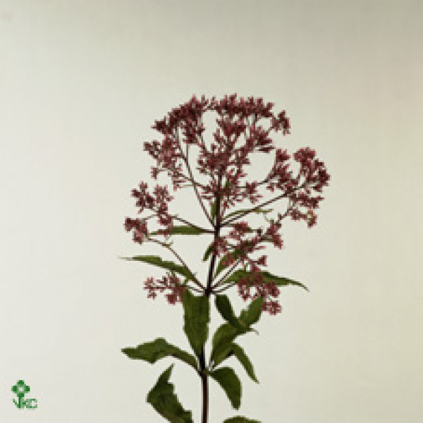 Eupat Purpureum 100cm A1