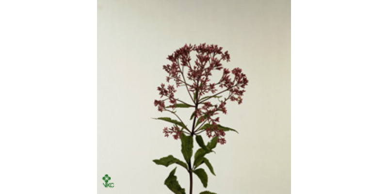 Eupat Purpureum 100cm A1