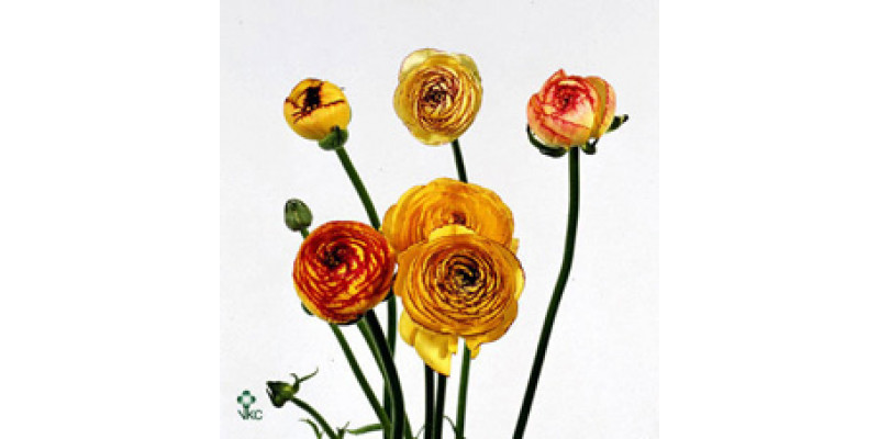 Ranunculus Picotee Yellow 40cm A1 Col-Yellow