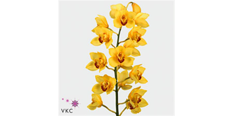 Orchid Cymb T Yellow Golden Fleece X9 60cm EX Col-Yellow