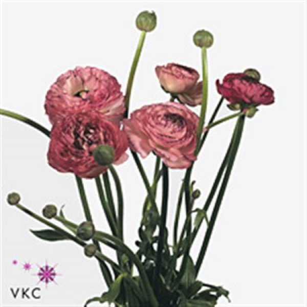 Ranunculus Picotee Pink 40cm EX Col-Pink