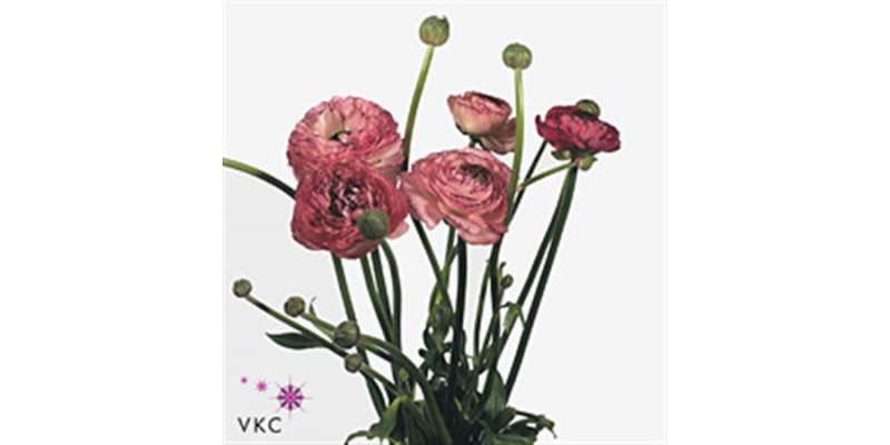 Ranunculus Picotee Pink 40cm EX Col-Pink