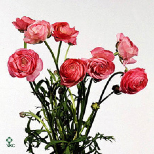 Ranunculus Pink Pale 40cm A1 Col-Pink