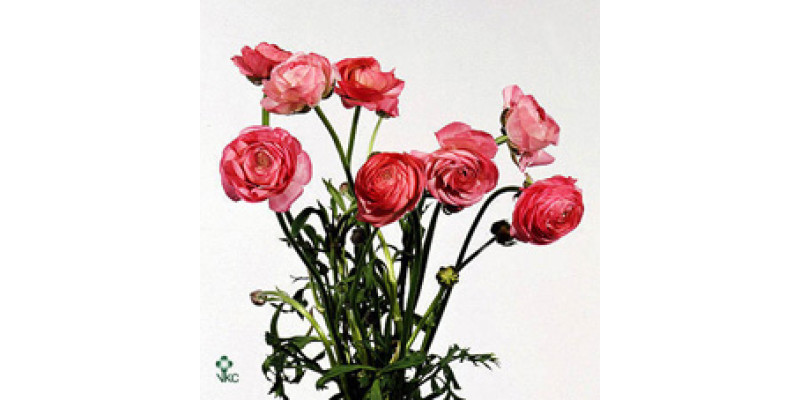 Ranunculus Pink Pale 40cm EX Col-Pink