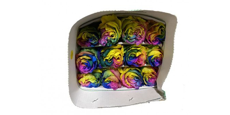 Rose Gr Eq Rainbow 70cm A1