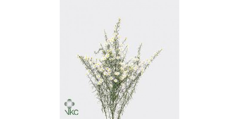 Aster Monte Cassino 80cm  Col-White