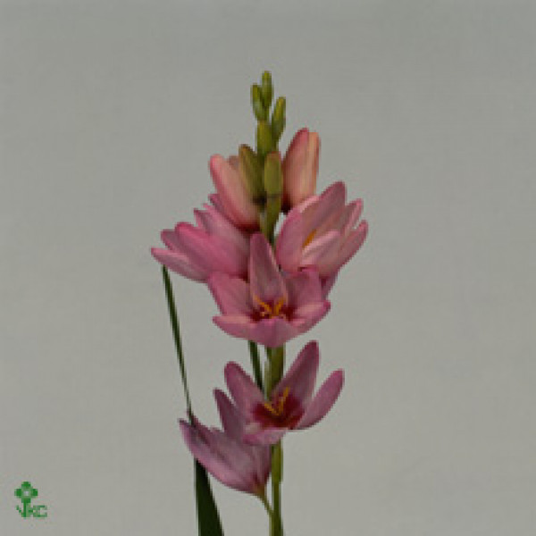 Ixia Pink Emperor 55cm  Col-Green