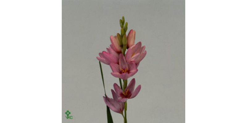 Ixia Pink Emperor 55cm  Col-Green