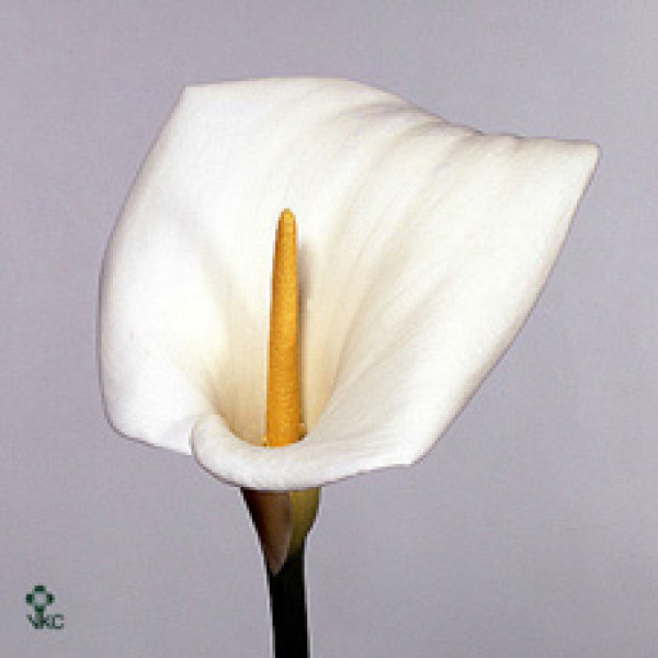 Zanthedeschias Calla Lilly Aethiopica White 70cm A1