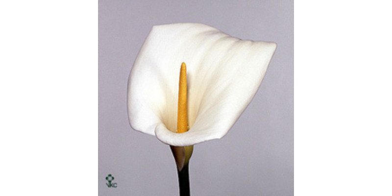 Zanthedeschias Calla Lilly Aethiopica White 70cm A1