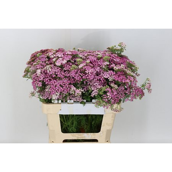 Achil Lilac 60cm A1 Col-Milka