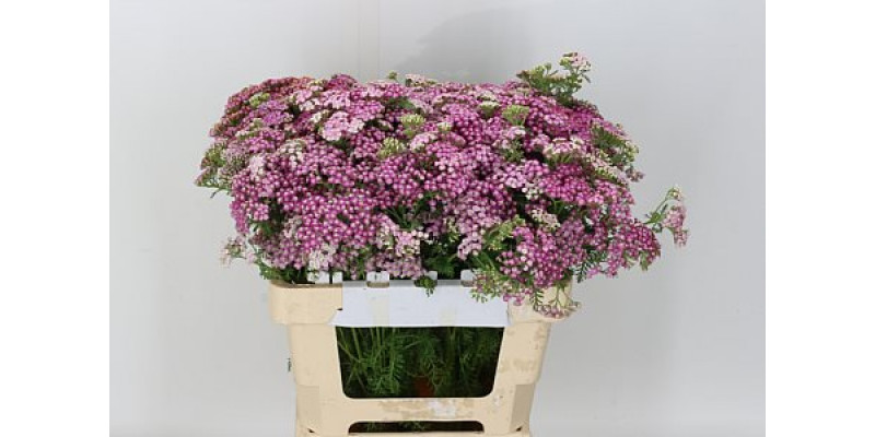 Achil Lilac 60cm A1 Col-Milka