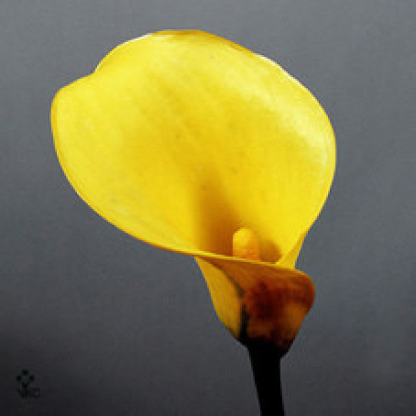 Zanthedeschias (Calla Lilly) Yellow 50cm A1 Col-Yellow