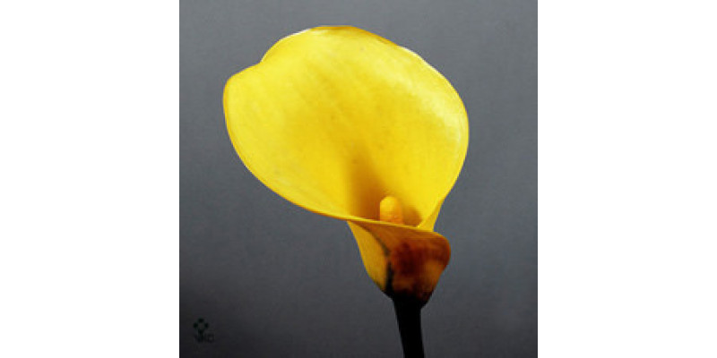 Zanthedeschias (Calla Lilly) Yellow 80cm A1 Col-Yellow