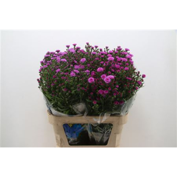 Aster  Astee Karmijn 60 A1Purple