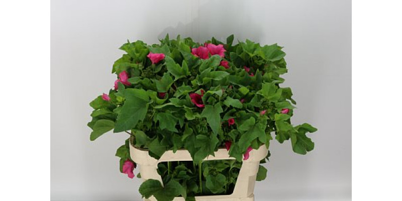 Lavatera Pink Lady 70cm A1