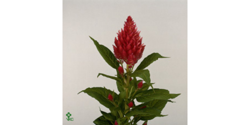 Celosia P Rose 70cm  Col-Green