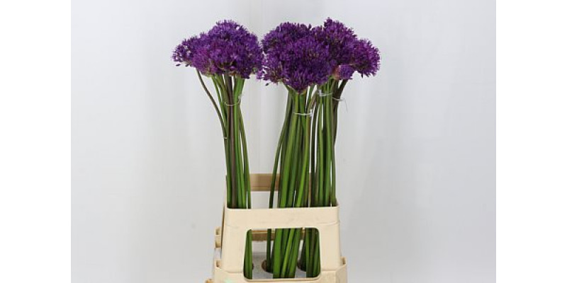 Allium Purple Sensation 65cm A1 Col-Purple