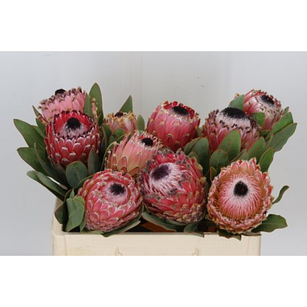 Protea Barbigera 40cm A1