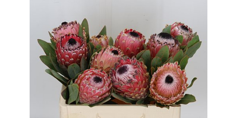 Protea Barbigera 50cm  Col-Pink