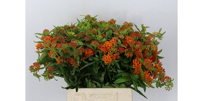 Ascl Tuberosa 50cm A1 Col-Orange