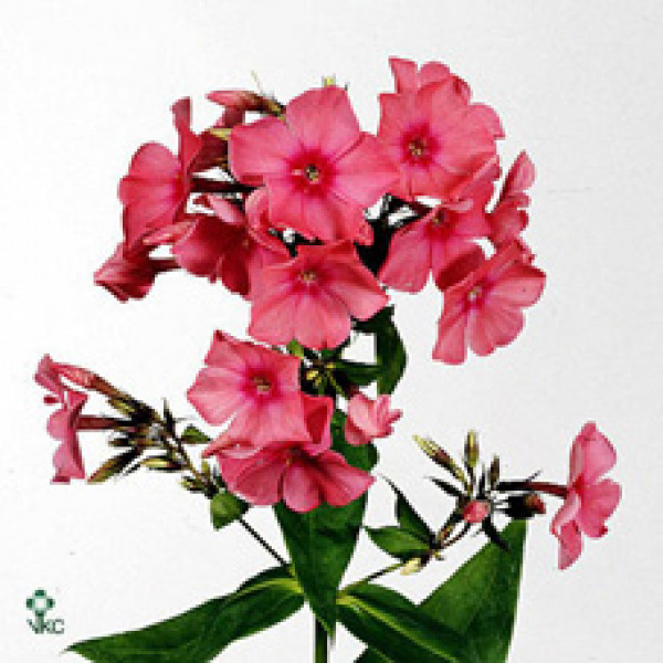 Phlox P Windsor 60cm A1