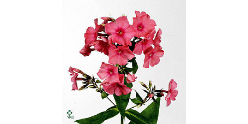 Phlox P Windsor 60cm A1