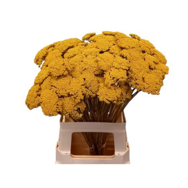 Achil Ov Creme 75 cm A1