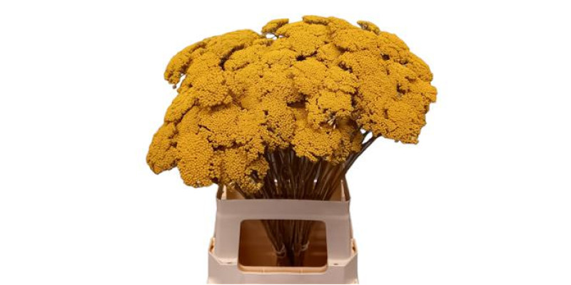 Achil Ov Creme 75 cm A1