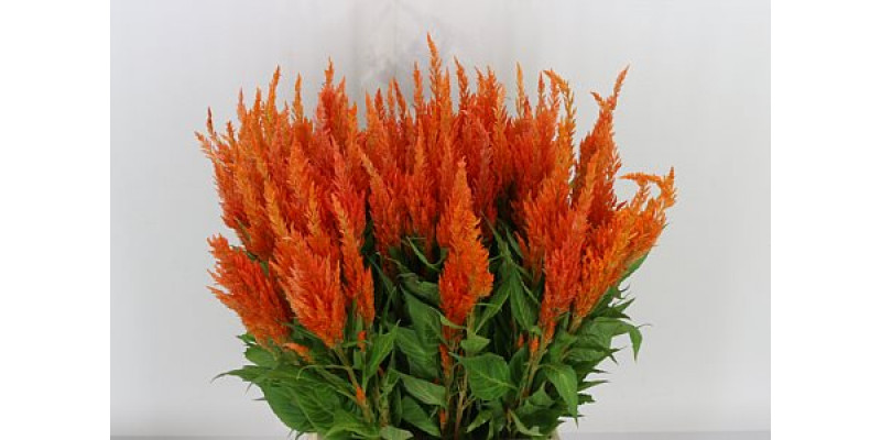 Celosia P Apricot Brandy 60cm  Col-Yellow Orange