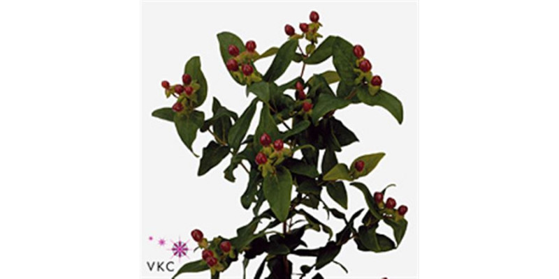 Hypericum King Flair 70cm A1