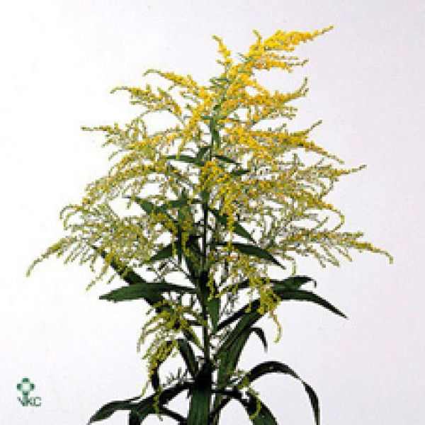 Solidago Super Crown 75cm A1