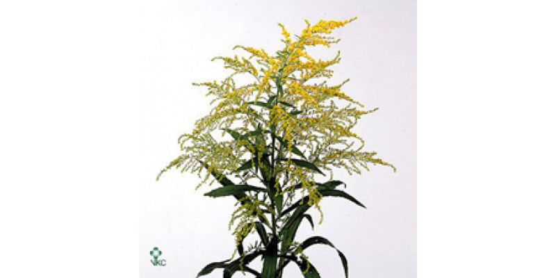 Solidago Super Crown 75cm A1