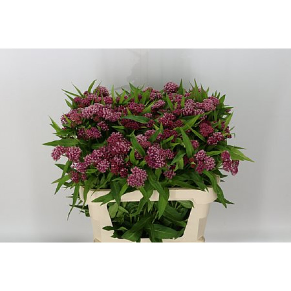 Ascl Incarnata Yellow 60cm A1