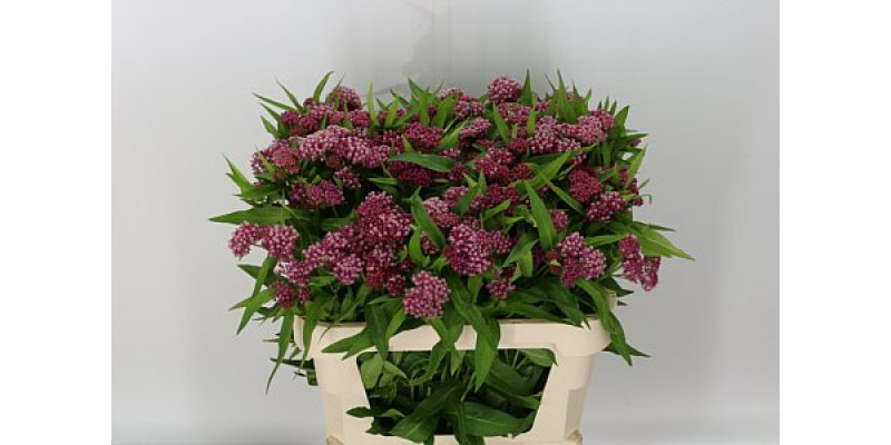 Ascl Incarnata Yellow 60cm A1