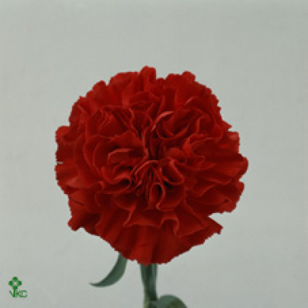 Dianthus St Overig Rood 70cm A1 Col-Red