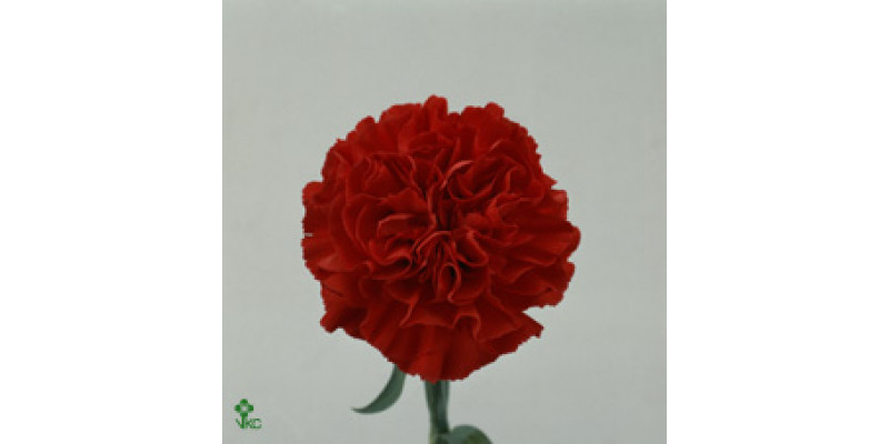 Dianthus St Overig Rood 70cm A1 Col-Red