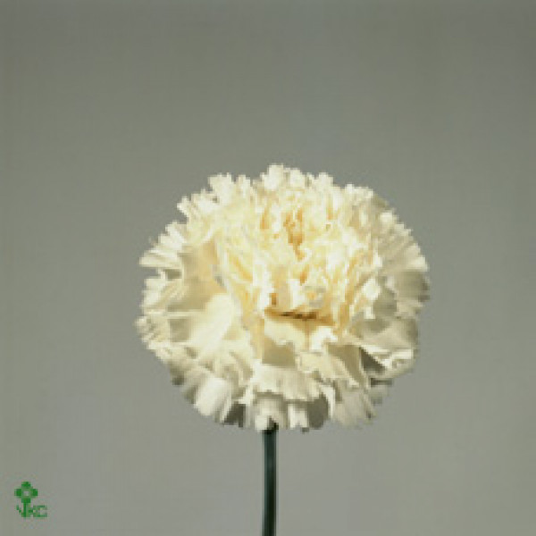 Dianthus St Overig Wit 70cm A1 Col-White