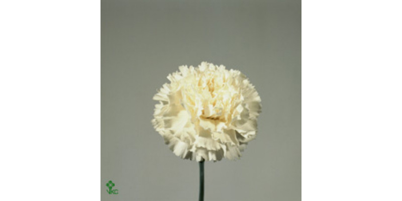 Dianthus St Overig Wit 70cm A1 Col-White