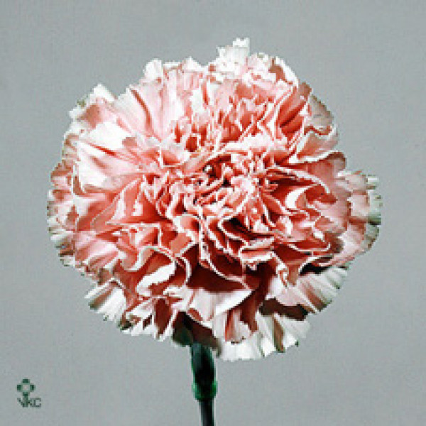 Dianthus St Overig Roze 70cm A1 Col-Pink