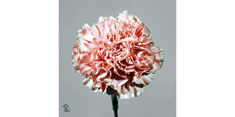 Dianthus St Overig Roze 70cm A1 Col-Pink