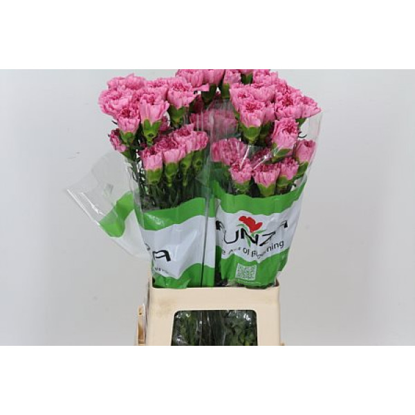 Dianthus St Overig Paars 70cm A1 Col-Purple