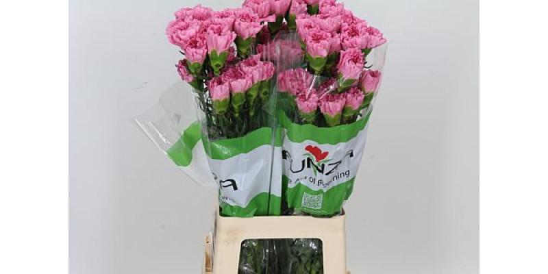 Dianthus St Overig Paars 70cm A1 Col-Purple