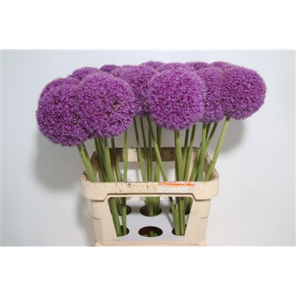 Allium Giganteum 90cm A1 Col-Purple