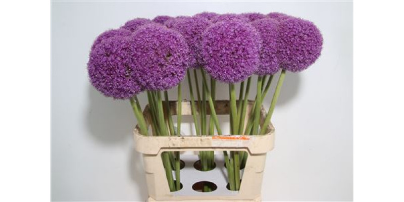 Allium Giganteum 90cm A1 Col-Purple