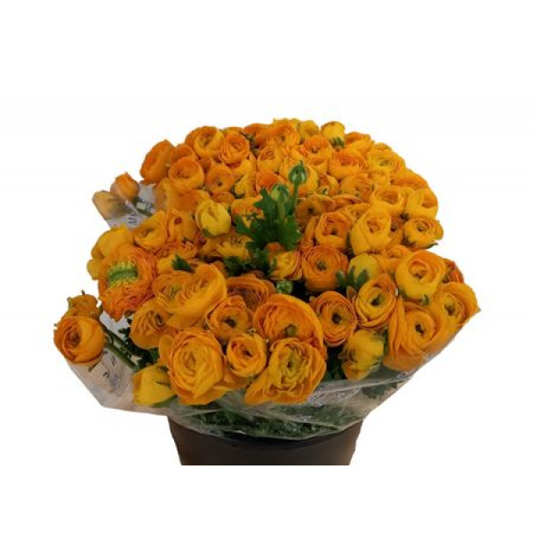 Ranunculus Yellow 40cm EX Col-Yellow