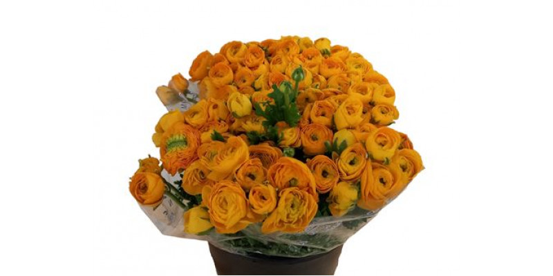 Ranunculus Yellow A1 Col-Yellow