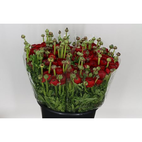 Ranunculus Red 40cm A1 Col-Red