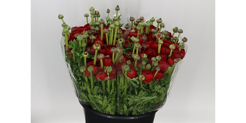 Ranunculus Red 40cm EX Col-Red