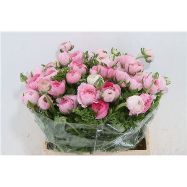 Ranunculus Pink 40cm EX Col-Dark Pink